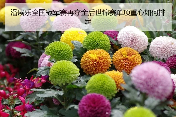 潘展乐全国冠军赛再夺金后世锦赛单项重心如何排定